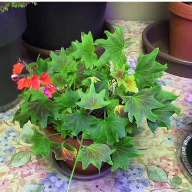 Pelargonium 'Vancouver Centennial'