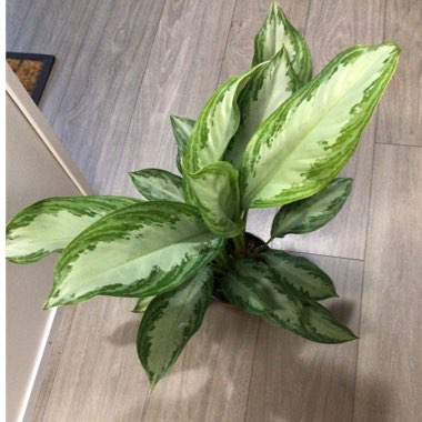 Aglaonema Silver Bay