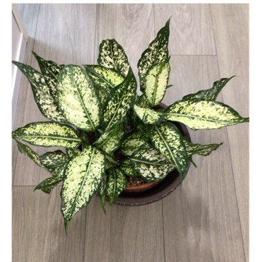 Aglaonema