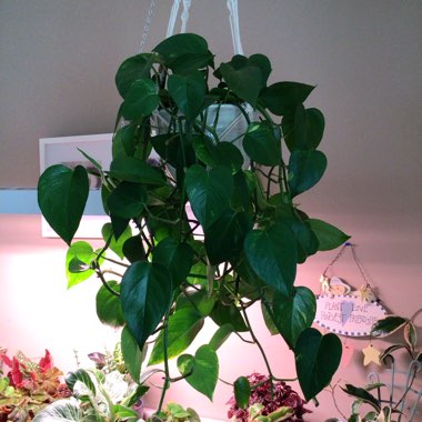 Epipremnum aureum  syn. Epipremnum pinnatum 'Aureum', Scindapsus aureus, Pothos aureus, Rhaphidophora aurea