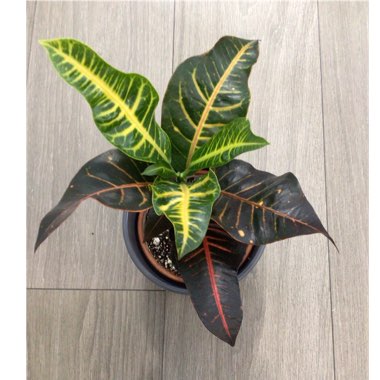 Codiaeum variegatum 'Oakleaf'