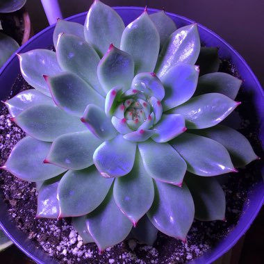 Echeveria