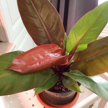 Philodendron 'Prince of Orange' syn. Philodendron 'Orange Prince'