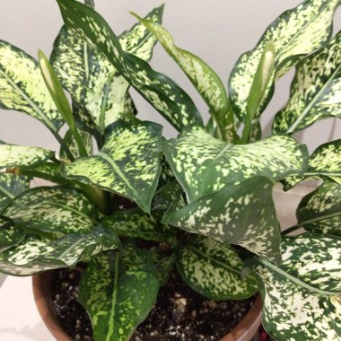 Aglaonema