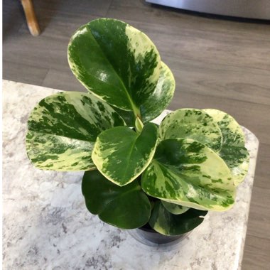 Peperomia obtusifolia 'Variegata'