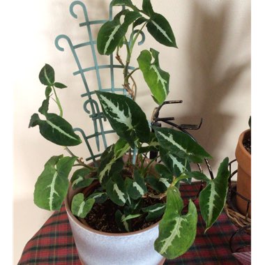 Syngonium Silver Goosefoot