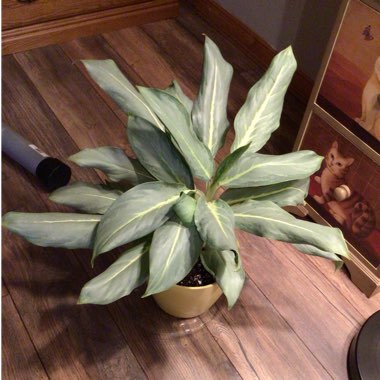 Aglaonema