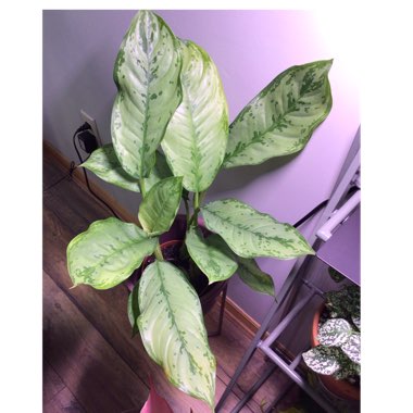 Aglaonema 'B.J. Freedman'