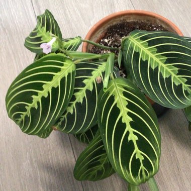 Maranta Leuconeura ‘Marisela'