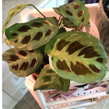 Maranta leuconeura kershoveana 'variegated'