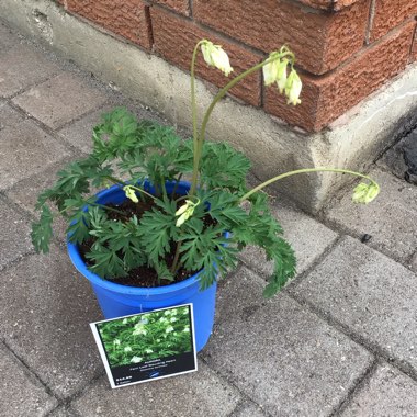 Dicentra formosa 'Aurora'