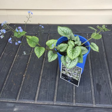 Brunnera macrophylla 'Jack Frost'