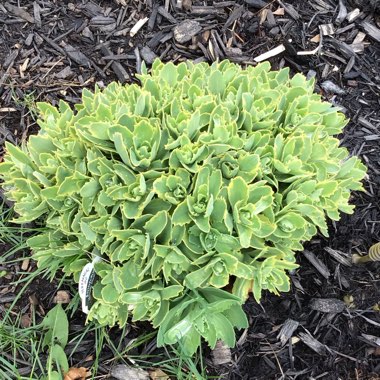 Sedum ‘Autumn Charm'