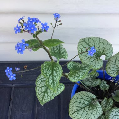 Brunnera macrophylla 'Jack Frost'