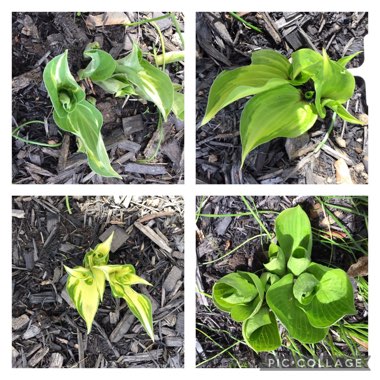 Hosta 'Fire and Ice'