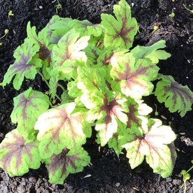 Tiarella 'Fingerpaint'