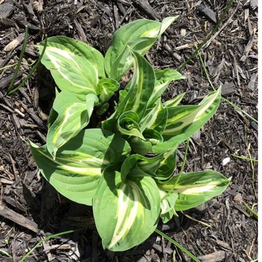 Hosta 'Snake Eyes'