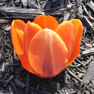 Tulipa 'Prinses Irene'