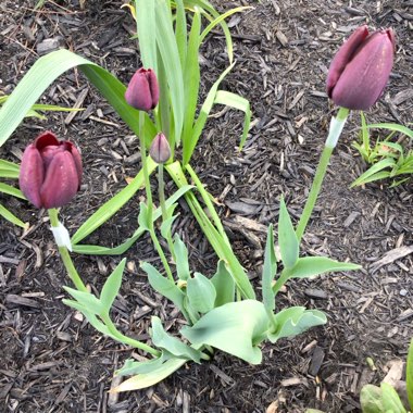 Tulipa 'Queen of Night'