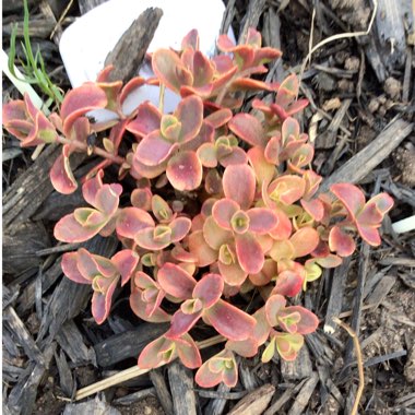 Sedum 'Wildfire'