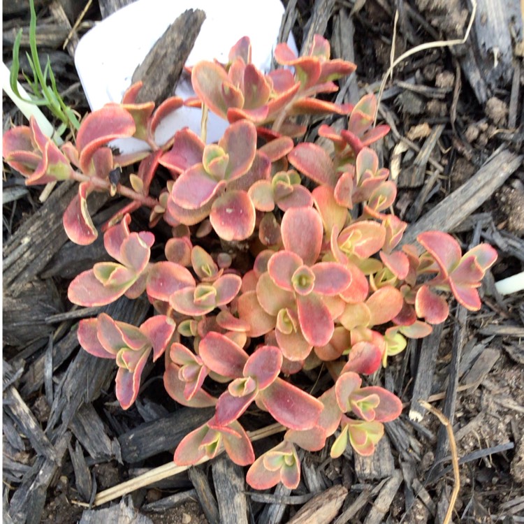 Plant image Sedum 'Wildfire'