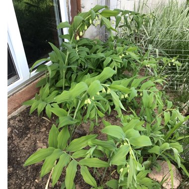 Polygonatum multiflorum