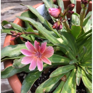 Lewisia 'Little Plum' (Little Series)