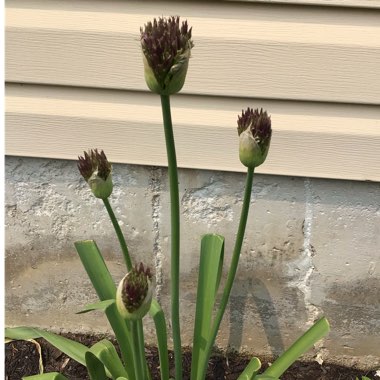 Allium hollandicum 'Purple Sensation' syn. Allium 'Purple Sensation', Allium aflatunense 'Purple Sensation'