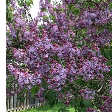 Syringa