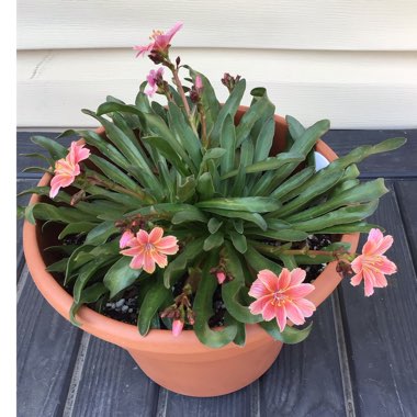 Lewisia 'Little Plum' (Little Series)