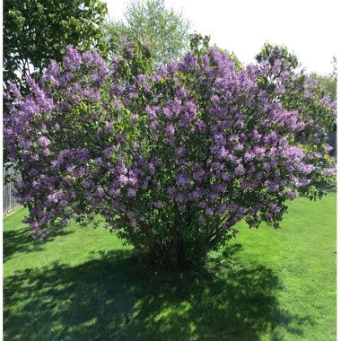 Syringa