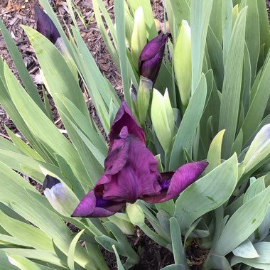 Iris x germanica 'Cherry Garden'