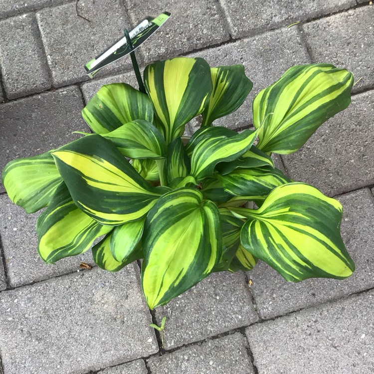 Plant image Hosta 'Rainbow's End'