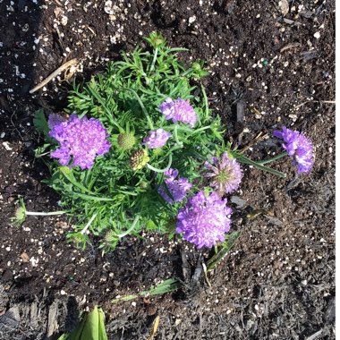 Scabiosa 'Butterfly Blue'