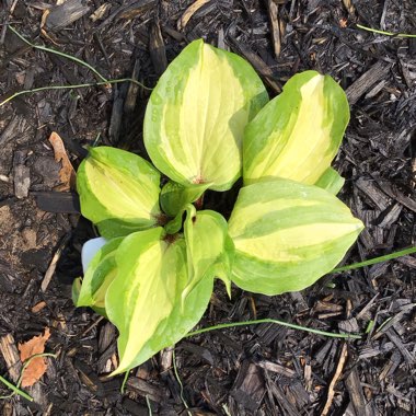 Hosta 'Raspberry Sundae'