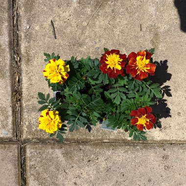 Tagetes
Patula 'Super Hero Spry'