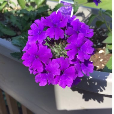 Verbena