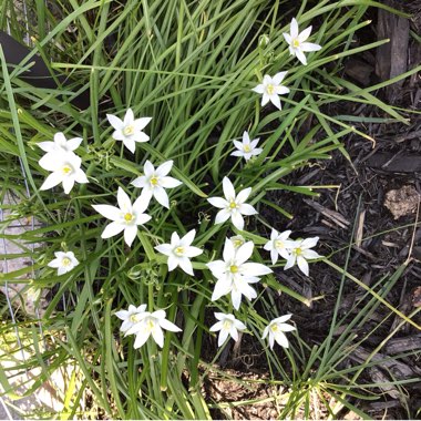 Ornithogalum umbellatum