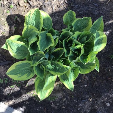 Hosta 'Frances Williams' syn. Hosta 'Eldorado', Hosta 'Yellow Edge'