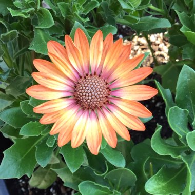 Osteospermum 'Orange Sunrise'