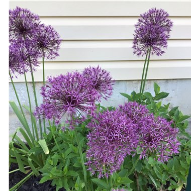 Allium hollandicum 'Purple Sensation' syn. Allium 'Purple Sensation', Allium aflatunense 'Purple Sensation'