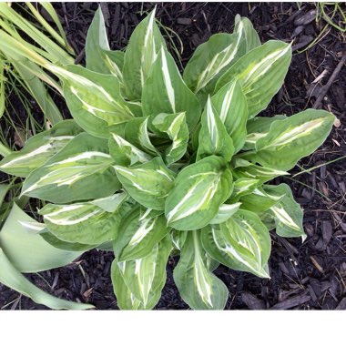 Hosta 'Snake Eyes'