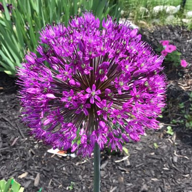 Allium hollandicum 'Purple Sensation' syn. Allium 'Purple Sensation', Allium aflatunense 'Purple Sensation'