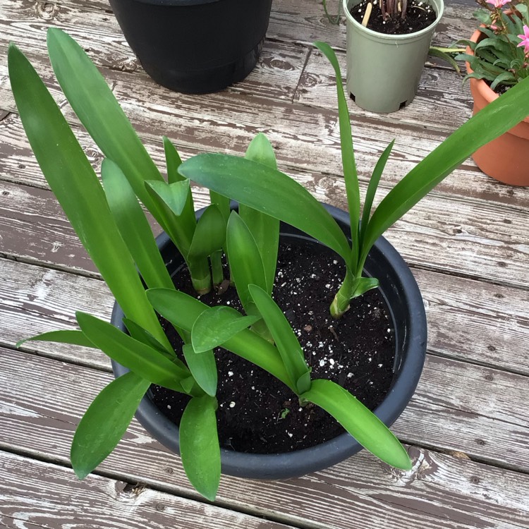 Plant image Hymenocallis 'Sulphur Queen' syn. Ismene 'Sulphur Queen'