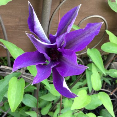 Clematis viticella 'The President'