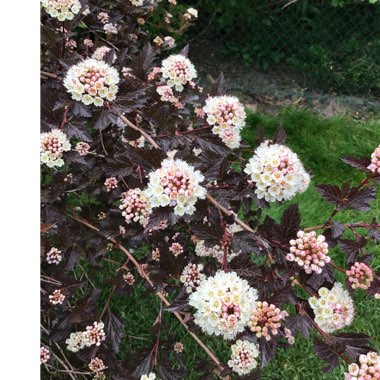 Physocarpus opulifolius 'Monlo' syn. Physocarpus opulifolius 'Diabolo'