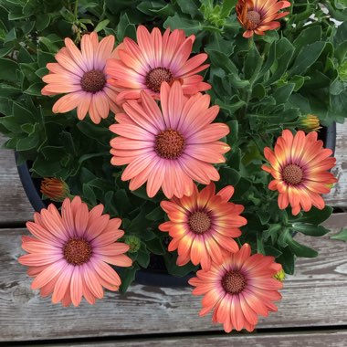 Osteospermum 'Orange Sunrise'