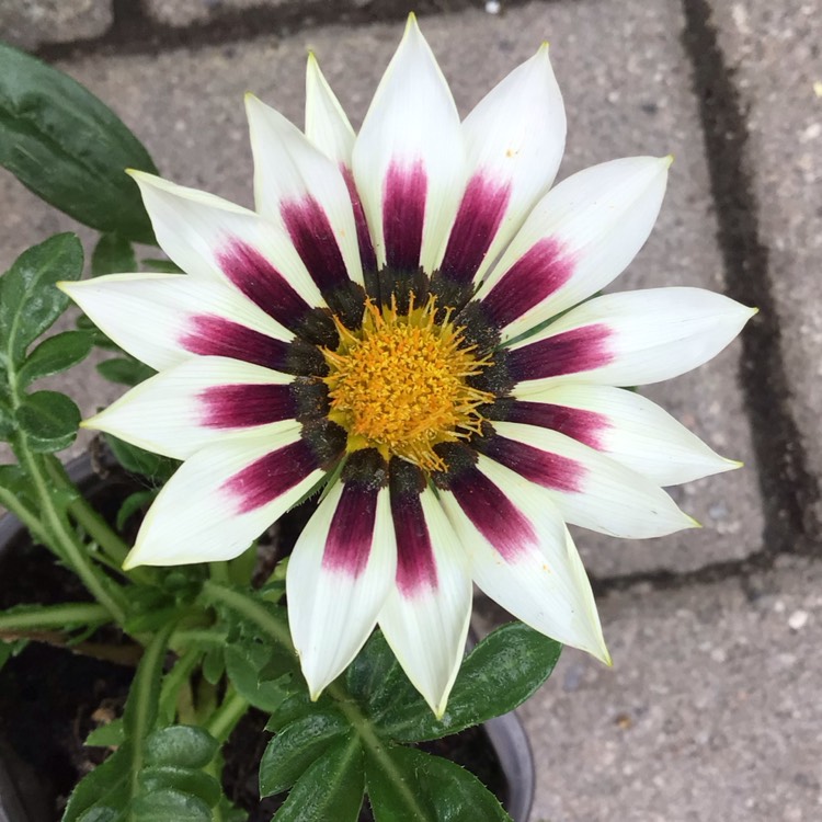 Plant image Gazania 'Tiger Stripes Mixed'