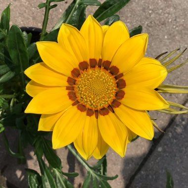 Gazania splendens 'Kiss Yellow'