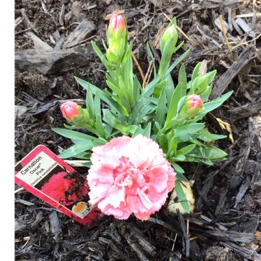 Dianthus plumarius